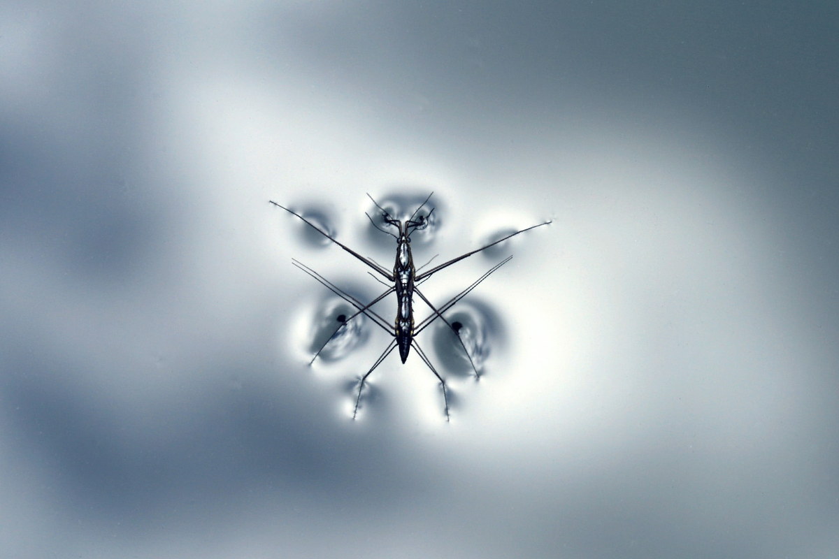 An insect standing on the surface of water. [Source](https://unsplash.com/photos/luPOnViYl7I)