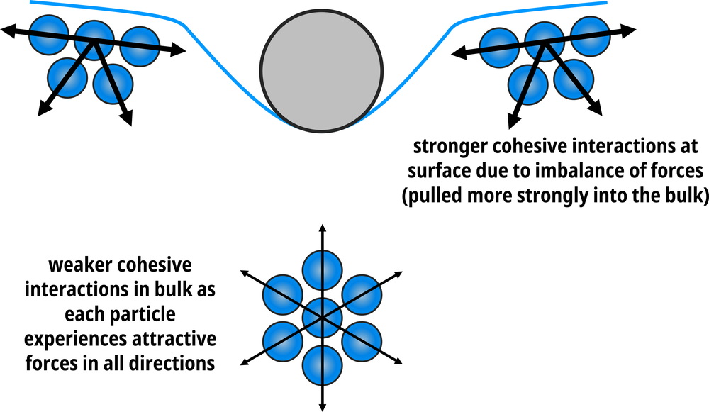 Surface molecules have stronger cohesive forces (attractions) than those in the bulk.
