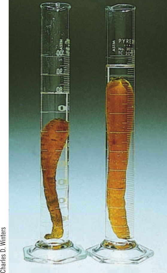 A carrot submerged in salt water (left) and pure water (right) overnight